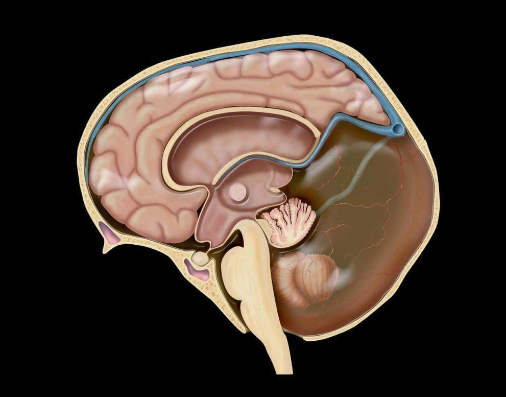 Nền tảng thần kinh học (Neuroimaging fundamentals)