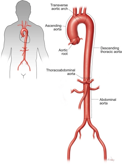 Động mạch chủ &amp; mạch máu ngực (Thoracic Aorta)