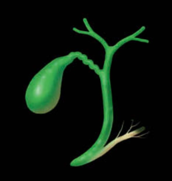 Đường mật và túi mật (Biliary)
