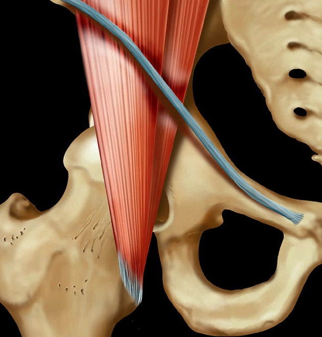 Khớp háng &amp; Khung chậu (Hip &amp; Pelvis)
