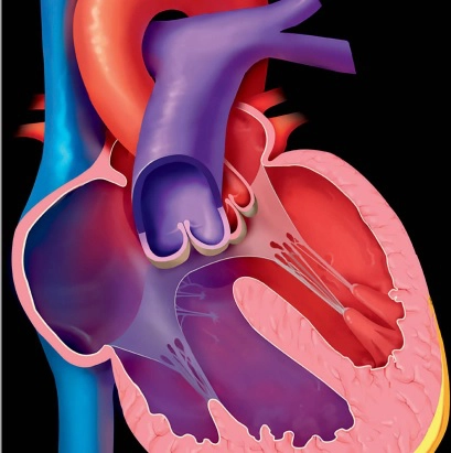 Tim mạch Nhi (Pediatric Cardiac)