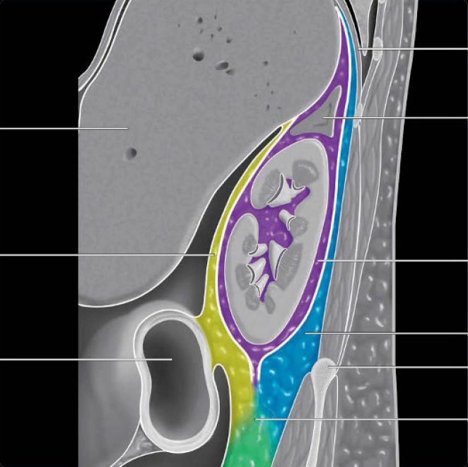 Khoang sau phúc mạc (Retroperitoneum)