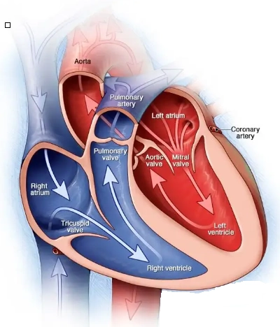 Viêm động mạch Takayasu (Takayasu arteritis - TA)