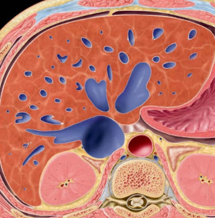 Tắc nghẽn gan thụ động (Passive hepatic congestion)