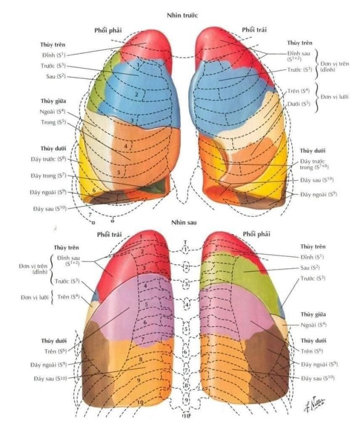 Phân chia thùy và các rãnh liên thùy phổi