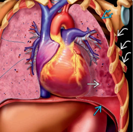 Gãy xương sườn (Rib fractures)