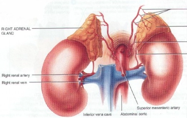 Di căn tuyến thượng thận (Adrenal metastasis)