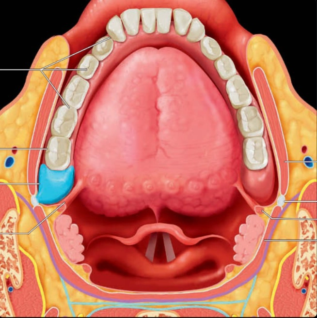 Khoang miệng &amp; thanh quản (Oral cavity &amp; larynx)