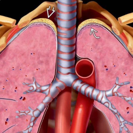 Mũ đỉnh phổi (Apical Cap)