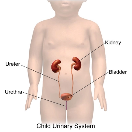 Giải phẫu siêu âm tiết niệu thai quý I
