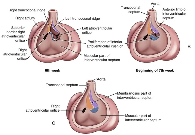 Phôi thai học tim thai (Embryology of the Heart)