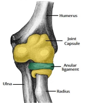 Tổn thương dây chằng vòng (Annular ligament)