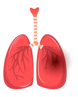 Dập phổi (Pulmonary contusion)