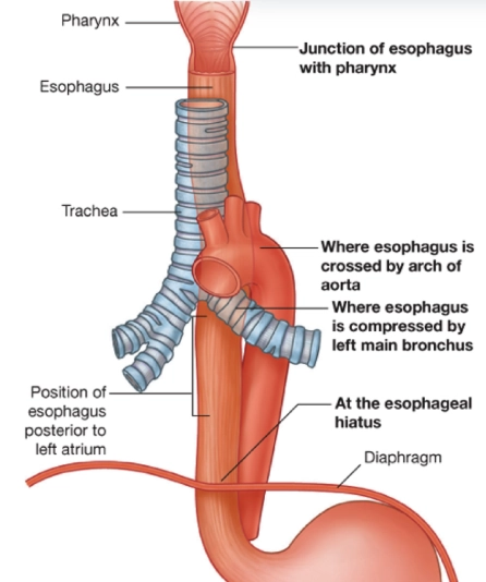 Giải phẫu thực quản (Anatomy esophagus)