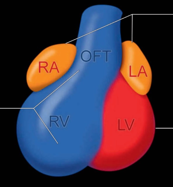 I. Giải phẫu và phôi thai học