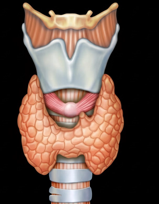 Tuyến giáp và cận giáp