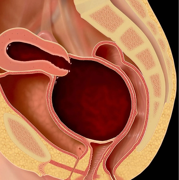 Âm đạo và âm hộ