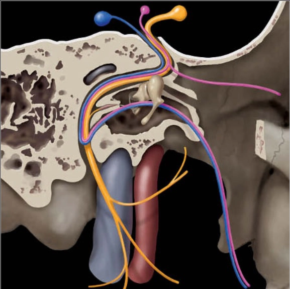 Xương thái dương