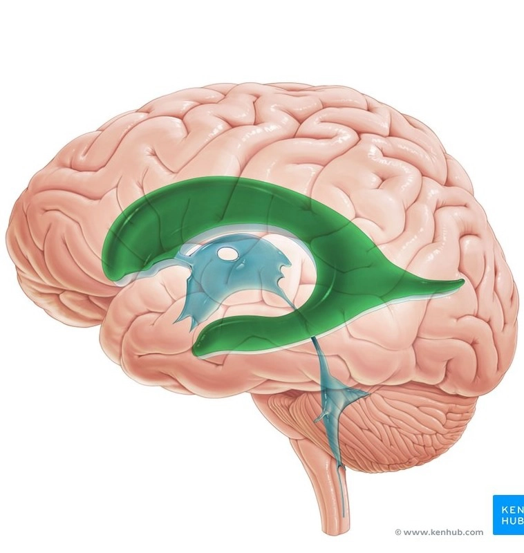 Bể não/Não thất