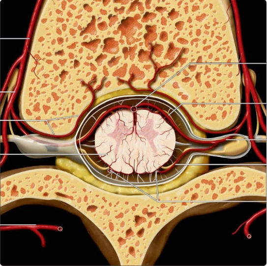 Bệnh lý mạch máu