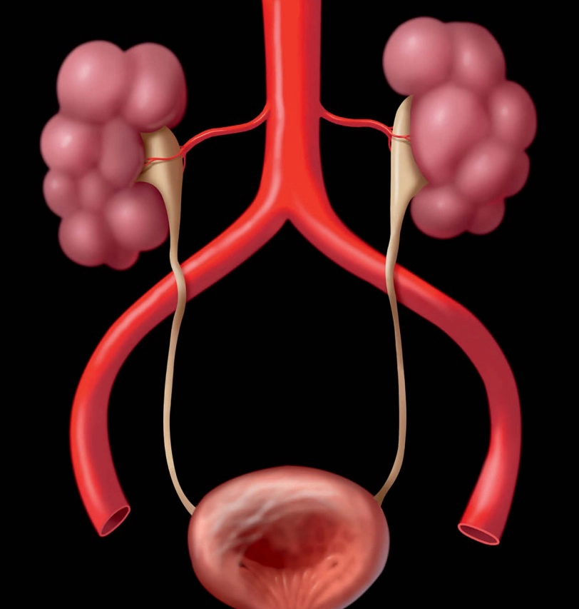 Hệ thống tiết niệu thai