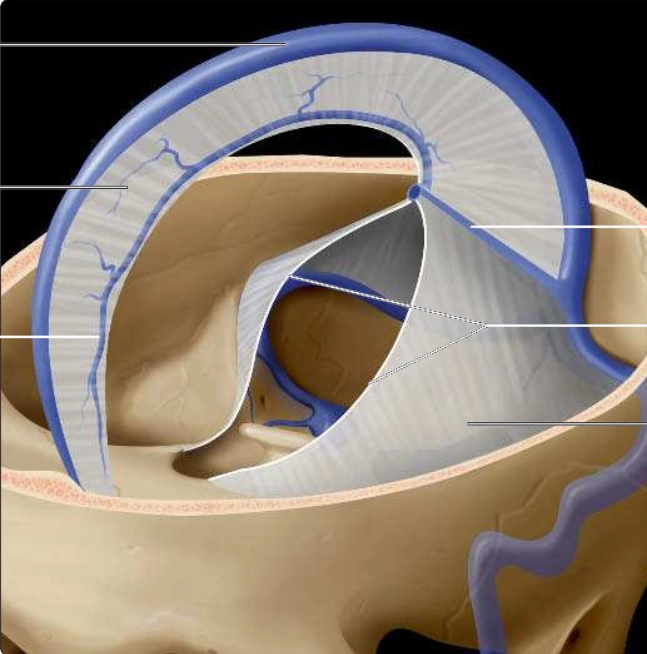 Sọ, Da đầu, Màng não