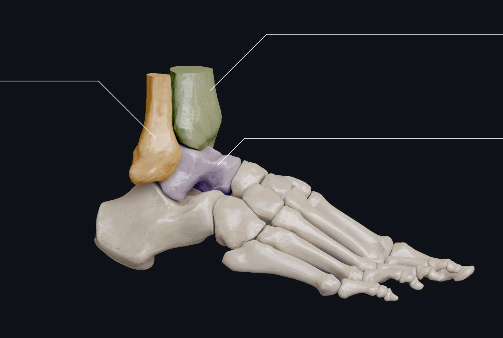 Cổ chân và bàn chân