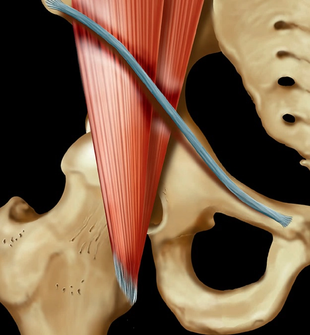 Khớp háng và Xương chậu