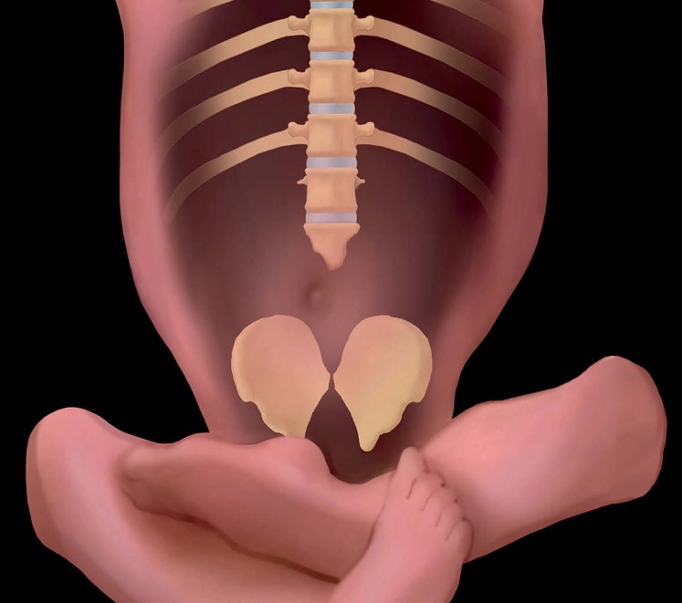 Cột sống thai nhi