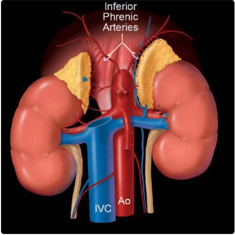 Tuyến thượng thận