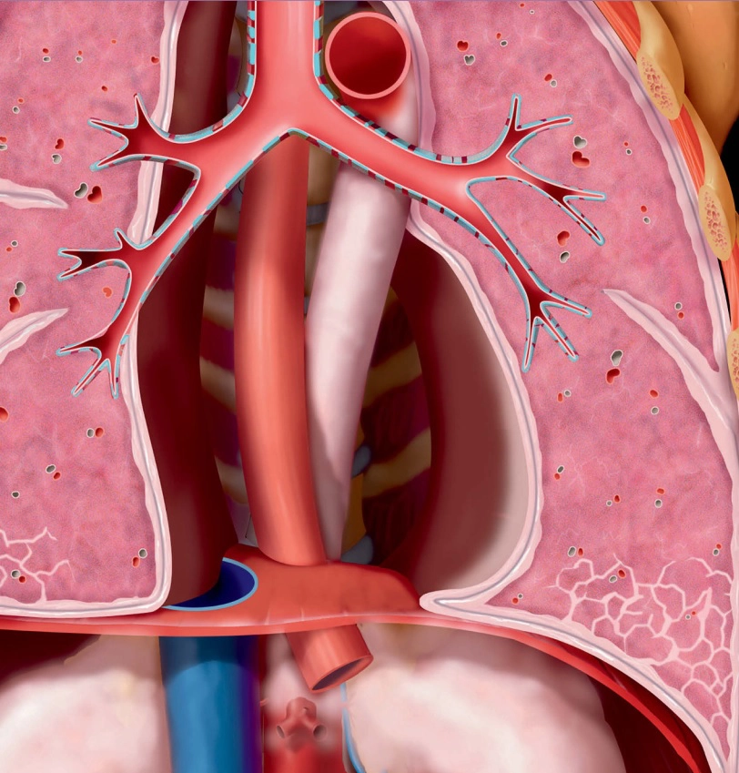 Bệnh Rối Loạn Mô Liên Kết, Miễn Dịch và Viêm Mạch