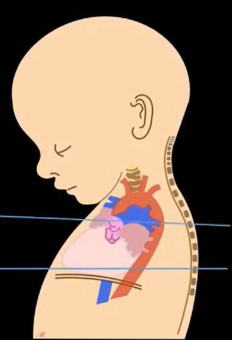 II. Các mặt cắt tim thai