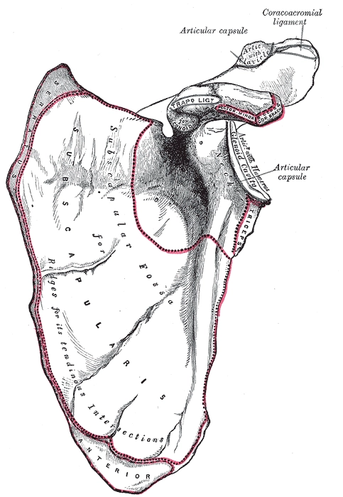 Khuyết trên vai (Suprascapular Notch)