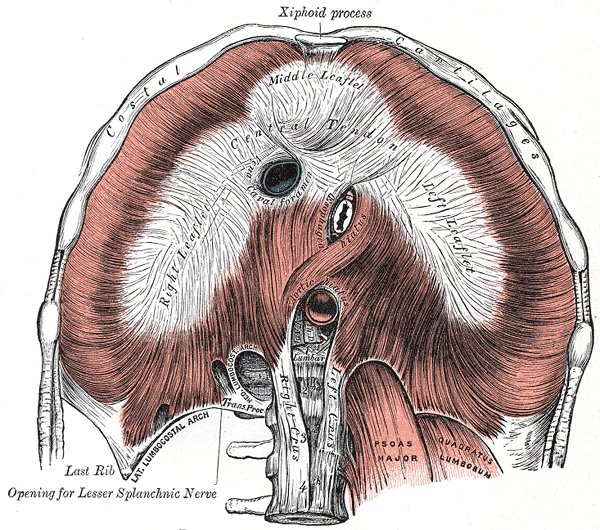 Thoát vị Morgagni (Morgagni Hernia)