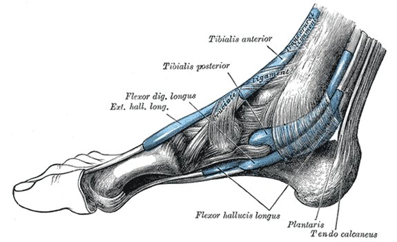 Bệnh lý gân cơ gấp ngón chân cái dài (Flexor Hallucis Longus Tendon Injury)