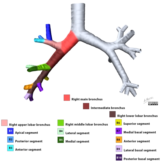 Giải phẫu phân thùy phế quản-phổi (Bronchopulmonary segmental anatomy) 