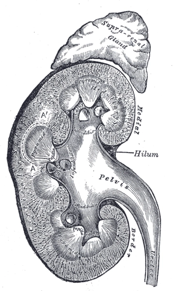 Tổng quan tuyến thượng thận (Adrenal gland)