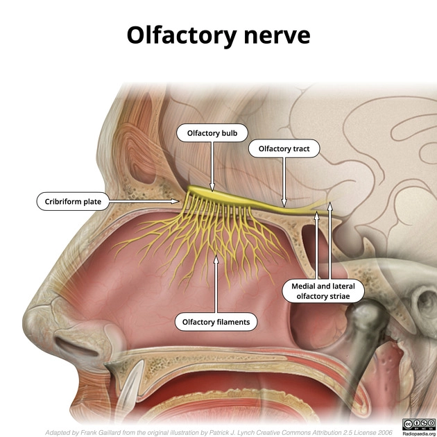 U nguyên bào thần kinh khứu giác (Olfactory neuroblastomas)