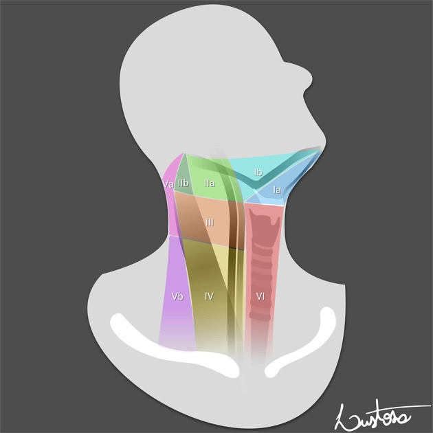 Các nhóm hạch cổ (Lymph node levels of the neck)