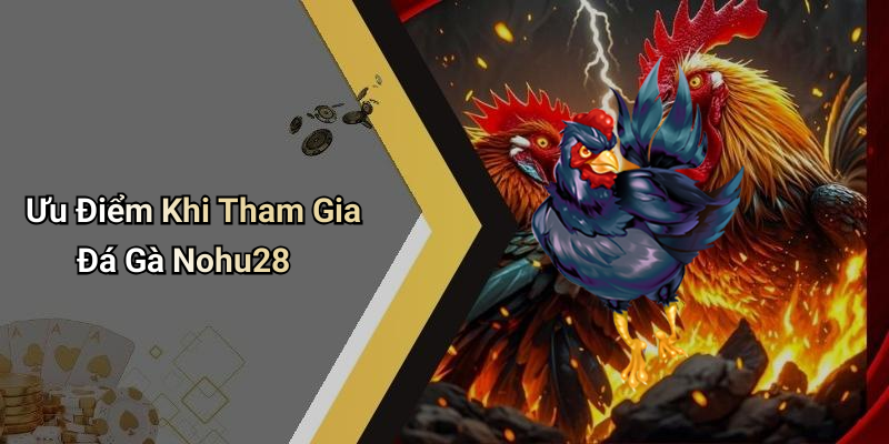 Ưu Điểm Khi Tham Gia Đá Gà Nohu28