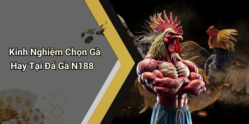Kinh Nghiệm Chọn Gà Hay Tại Đá Gà N188