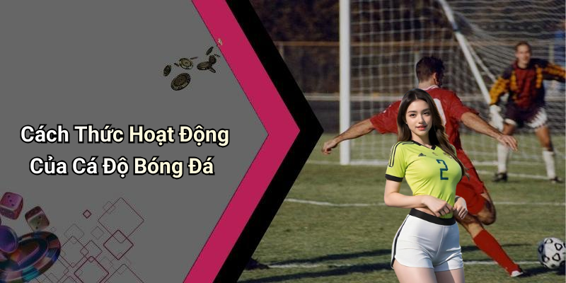 Cách Thức Hoạt Động Của Cá Độ Bóng Đá