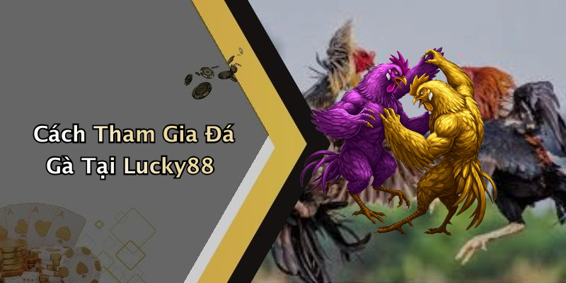 Cách Tham Gia Đá Gà Tại Lucky88