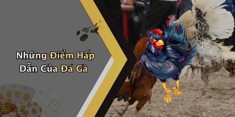 Những Điểm Hấp Dẫn Của Đá Gà
