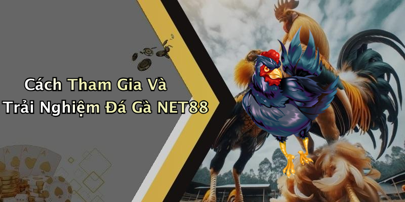 Cách Tham Gia Và Trải Nghiệm Đá Gà NET88