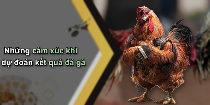 Những cảm xúc khi dự đoán kết quả đá gà