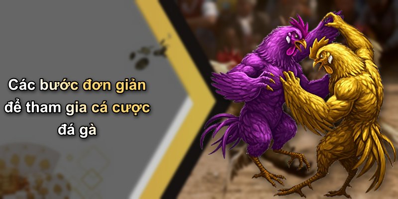 Các bước đơn giản để tham gia cá cược đá gà