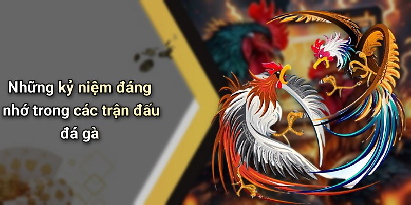 Những kỷ niệm đáng nhớ trong các trận đấu đá gà