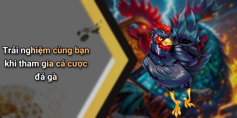 Trải nghiệm cùng bạn khi tham gia cá cược đá gà