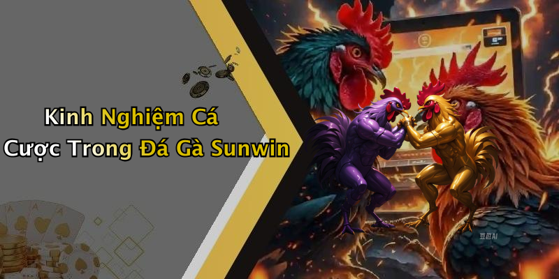 Kinh Nghiệm Cá Cược Trong Đá Gà Sunwin